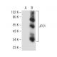 JFC1 Antibody (E-8) - Western Blotting - Image 146375