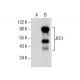JFC1 Antibody (E-8) - Western Blotting - Image 286068 
