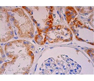 JIK Antibody (C-3) - Immunohistochemistry - Image 293305 