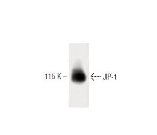 JIP-1 Antibody (50) - Western Blotting - Image 60335