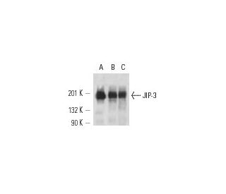JIP-3 Antibody (D-3) - Western Blotting - Image 12712 