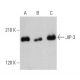 JIP-3 Antibody (D-3) - Western Blotting - Image 359516