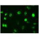 JMJD1A Antibody (C-6) - Immunofluorescence - Image 306497 