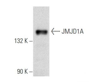 JMJD1A Antibody (C-6) - Western Blotting - Image 357370 