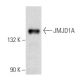 JMJD1A Antibody (C-6) - Western Blotting - Image 357370 