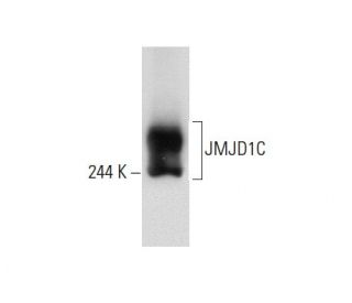 JMJD1C Antibody (BA-09) - Western Blotting - Image 57379Each CRISPR/Cas9 Knockout (KO) Plasmid product consists of a pool of 3 plasmids designed to ensure identification and cleavage of a specific gene for maximum knockout efficiency. Each plasmid encodes a unique 20 nt sequence derived from the GeCKO (v2) library.