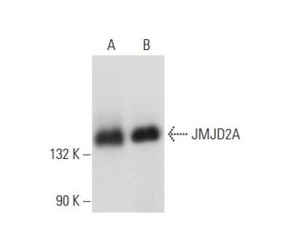JMJD2A Antibody (D-9) - Western Blotting - Image 130862 