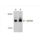 JMJD2A Antibody (H-8) - Western Blotting - Image 392555 