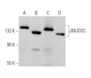 JMJD2C Antibody (D-4) - Western Blotting - Image 375913 