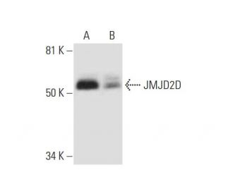 JMJD2D Antibody (F-7) - Western Blotting - Image 299434 