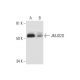 JMJD2D Antibody (F-7) - Western Blotting - Image 299434 