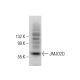 JMJD2D Antibody (F-7) - Western Blotting - Image 379919