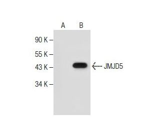 JMJD5 Antibody (D-5) - Western Blotting - Image 281249