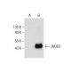 JMJD5 Antibody (G-3) - Western Blotting - Image 284505