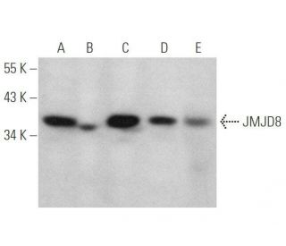 JMJD8 Antibody (H-4) - Western Blotting - Image 349094 