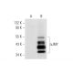 JMY Antibody (G-11) - Western Blotting - Image 63243