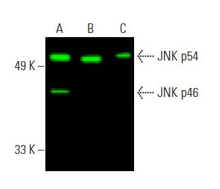 JNK Antibody (D-2) - Western Blotting - Image 396283 