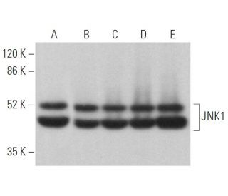 JNK1 Antibody (D-6) - Western Blotting - Image 373050 