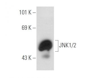 JNK1/2 Antibody (D-9) - Western Blotting - Image 54899 