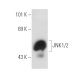 JNK1/2 Antibody (D-9) - Western Blotting - Image 54899 