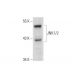 JNK1/2 Antibody (D-9) - Western Blotting - Image 136055
