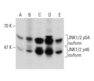 JNK1/2 Antibody (E-5) - Western Blotting - Image 135506 