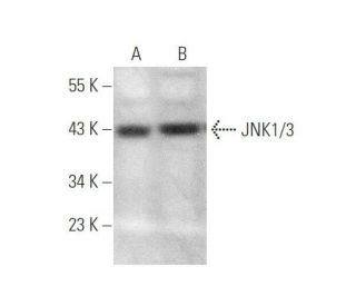 JNK1/3 Antibody (F-5) - Western Blotting - Image 349915 