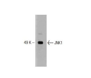JNK1 Antibody (37) - Western Blotting - Image 127506 