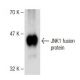 JNK1 Antibody (37) - Western Blotting - Image 149566 