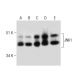JNK1 Antibody (37) - Western Blotting - Image 283593