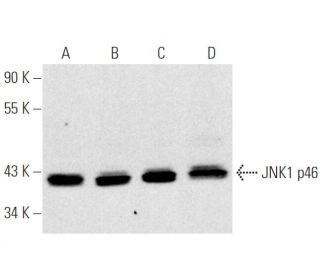 JNK1 Antibody (F-3) - Western Blotting - Image 1789 