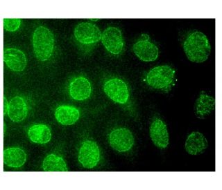 JNK1 Antibody (G-4) - Immunofluorescence - Image 314845 
