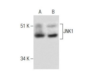 JNK1 Antibody (F-3) - Western Blotting - Image 283594