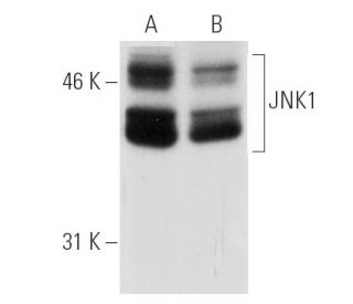 JNK siRNA (h): sc-29380. Western blot analysis of JNK expression in non-transfected control (A) and JNK1 siRNA transfected 