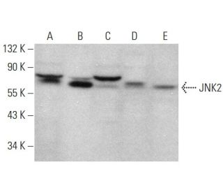 JNK2 Antibody (A-7) - Western Blotting - Image 377560 