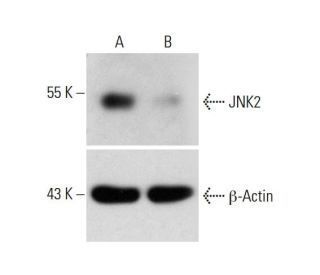 JNK2 CRISPR/Cas9 KO Plasmid (h): sc-400115. Western empty vector control... 