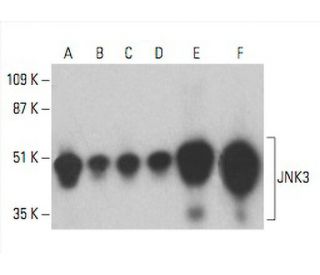 JNK3 Antibody (10E4A4) - Western Blotting - Image 392834 