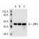 JNK3 Antibody (4G6) - Western Blotting - Image 43279