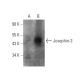 Josephin-3 Antibody (B-10) - Western Blotting - Image 344313 