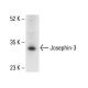 Josephin-3 Antibody (B-10) - Western Blotting - Image 411806