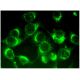 JP-45 Antibody (C-4) - Immunofluorescence - Image 296339 