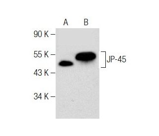 JP-45 Antibody (C-4) - Western Blotting - Image 283422 
