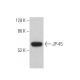 JP-45 Antibody (C-4) - Western Blotting - Image 372418