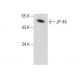 JP-45 Antibody (H-11) - Western Blotting - Image 283421