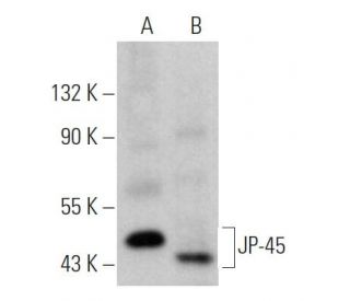 JP-45 Antibody (H-11) - Western Blotting - Image 372824 