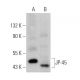 JP-45 Antibody (H-11) - Western Blotting - Image 372824 