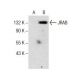 JRAB Antibody (F-5) - Western Blotting - Image 157725 