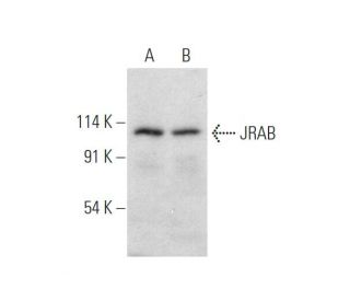 JRAB Antibody (F-5) - Western Blotting - Image 319540 