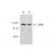 JRAB Antibody (F-5) - Western Blotting - Image 319540 