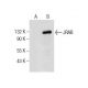 JRAB Antibody (G-10) - Western Blotting - Image 159329 